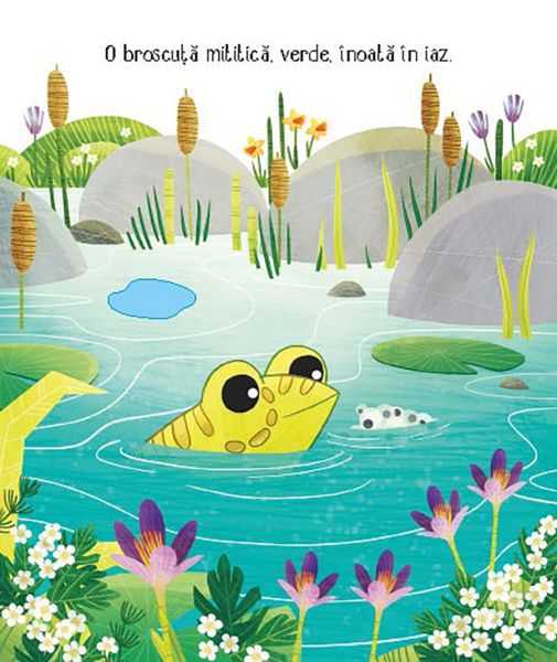 Cicluri de viata. Broscuta (Usborne) - imagine 2